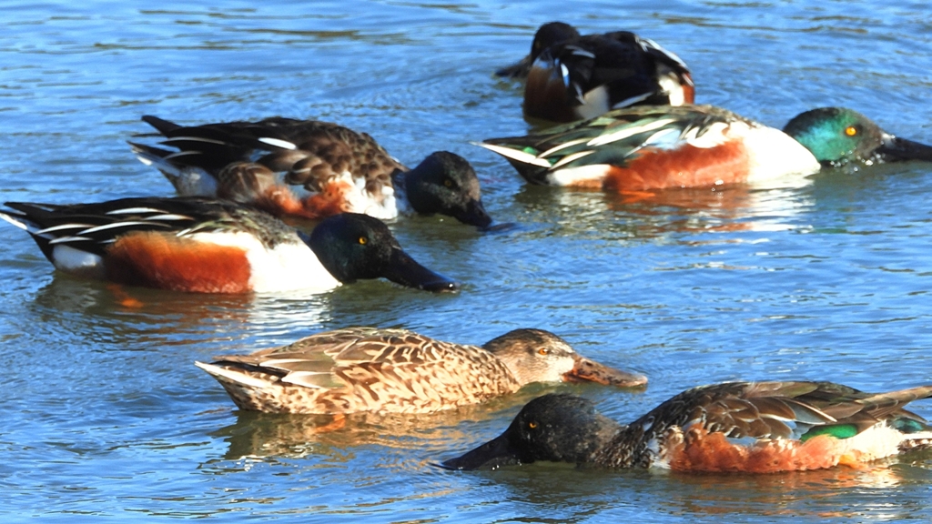 DSCN7023：ハシビロガモ