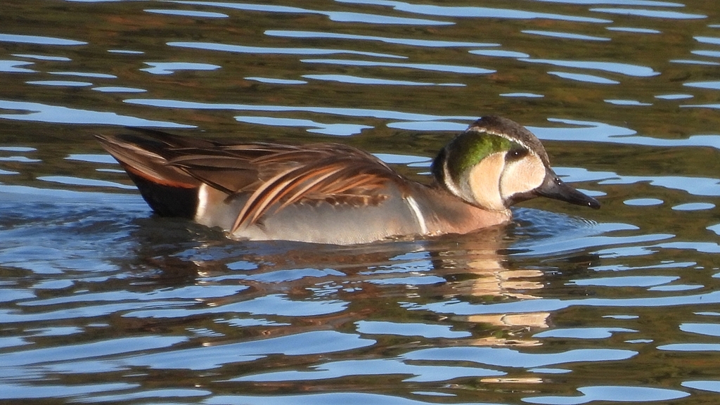 DSCN7813：トモエガモ（オス）