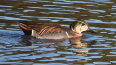 DSCN7813：トモエガモ（オス）