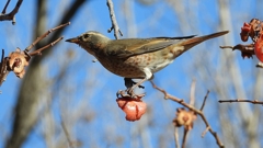 DSCN8896：ハチジョウツグミ