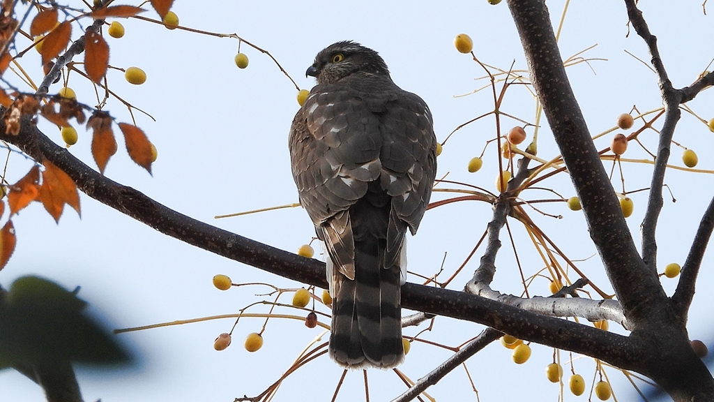 DSCN2987：ハイタカ