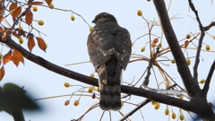 DSCN2987：ハイタカ