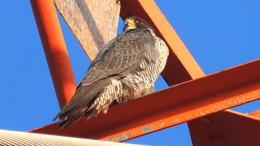 DSCN3745：ハヤブサ