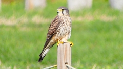 P2340371：チョウゲンボウ