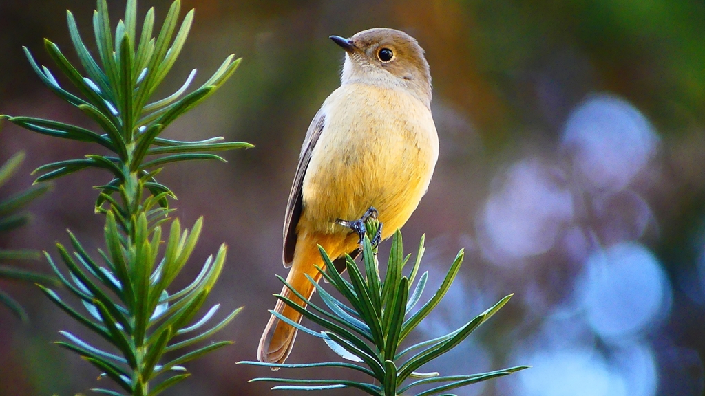 P2400372：ジョウビタキ（メス）