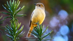 P2400372：ジョウビタキ（メス）