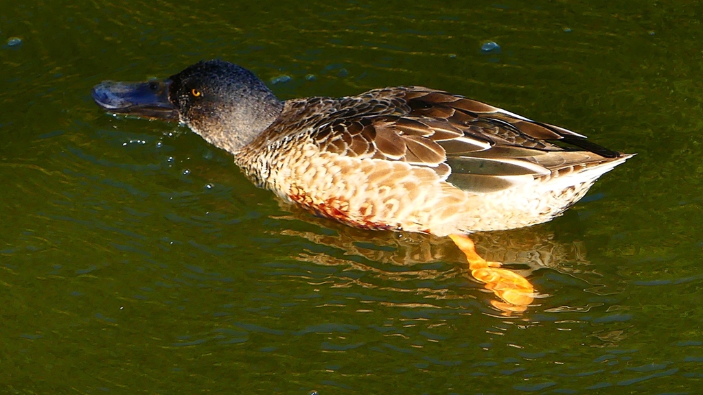 P2360060：ハシビロガモ