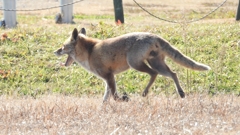 DSCN6770：キツネ