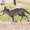 DSCN6770：キツネ