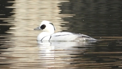 DSCN3194：ミコアイサ（オス）