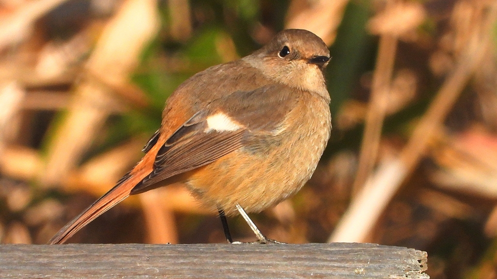 DSCN8105：ジョウビタキ（メス）