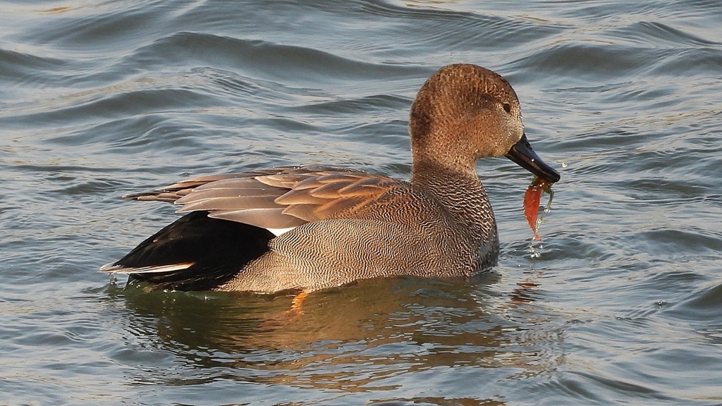 DSCN3830：オカヨシガモ（オス）