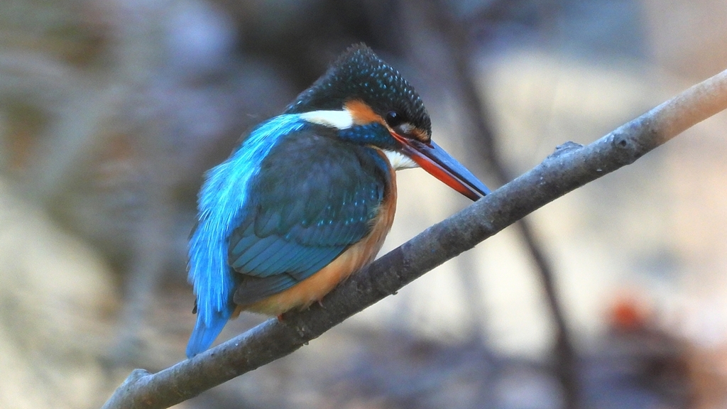 DSCN7971：カワセミ（メス）