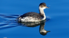 P2370168：ハジロカイツブリ