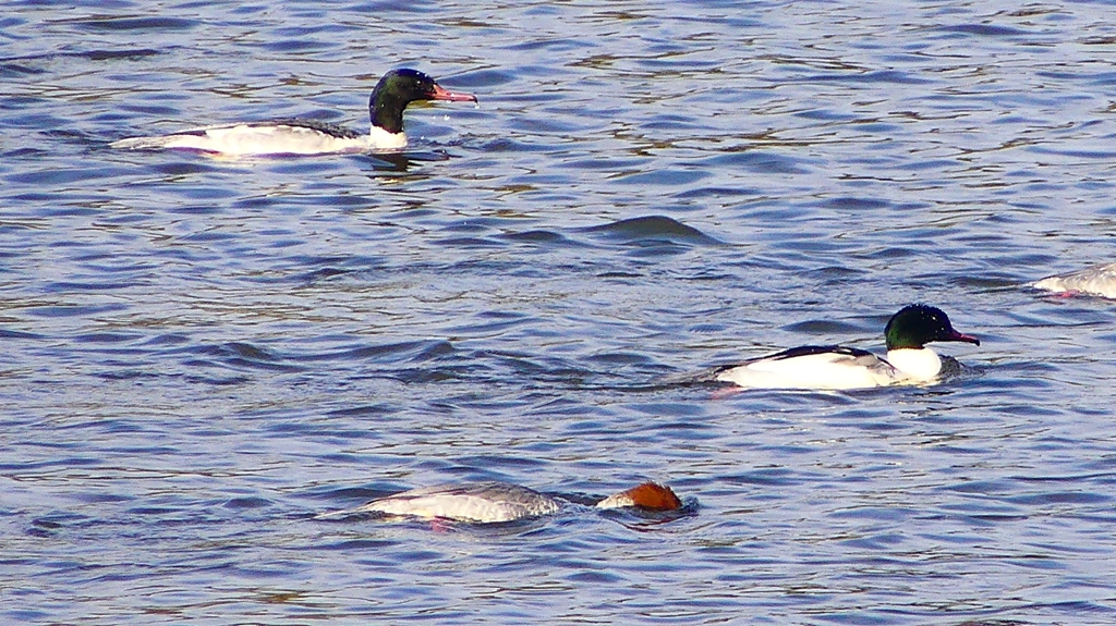 P2410450：カワアイサ