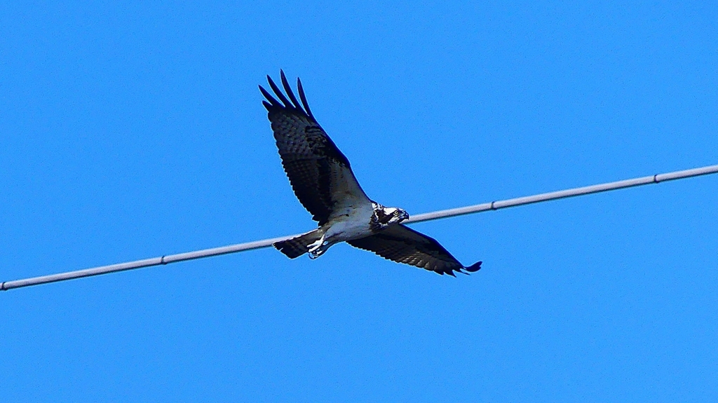P2270447：飛ぶミサゴ