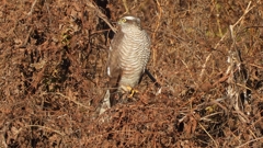 DSCN5414：ハイタカ