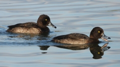 DSCN2888：キンクロハジロ（メス）