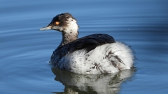 DSCN4975：ハジロカイツブリ