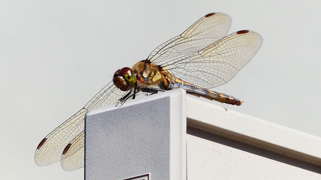 P2380025：アキアカネ（メス）