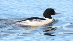 DSCN5214：カワアイサ（オス）