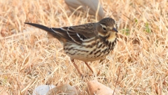 DSCN7605：タヒバリ