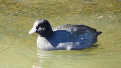 DSCN0197：オオバン