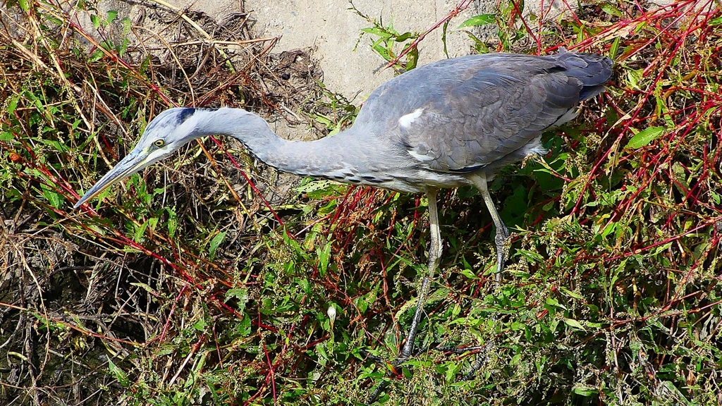 P2350340：アオサギ