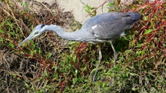 P2350340：アオサギ