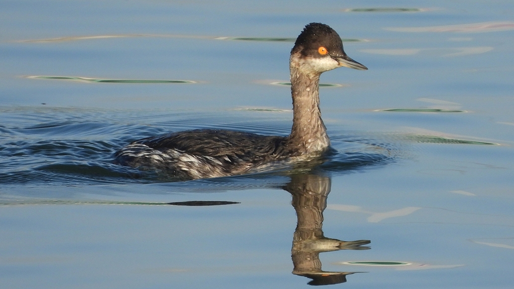 DSCN0367：ハジロカイツブリ