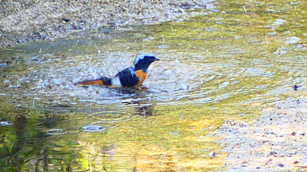P2330043：ジョウビタキ（オス）