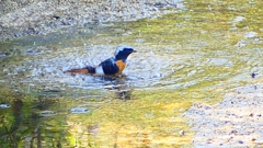 P2330043：ジョウビタキ（オス）