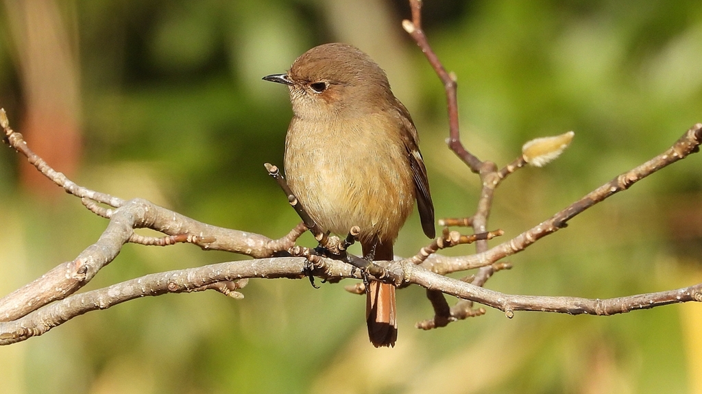 DSCN8133：ジョウビタキ（メス）