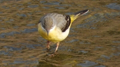 DSCN7551：キセキレイ