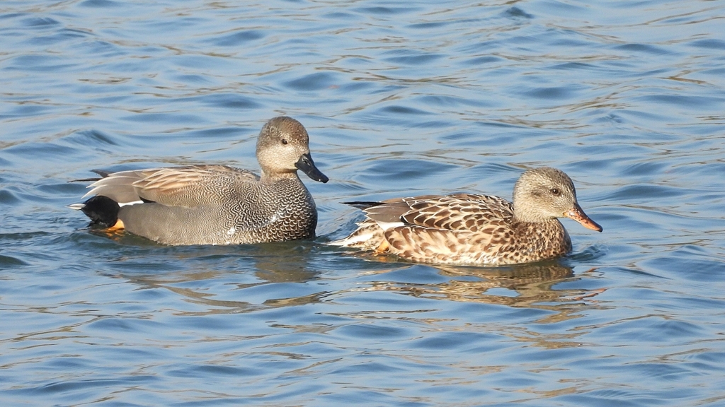 DSCN3810：オカヨシガモ