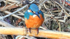 DSCN5150：カワセミ（オス）