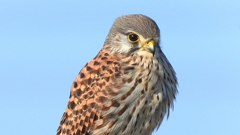 DSCN6586：チョウゲンボウ