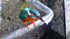 P2410423：カワセミ（オス）