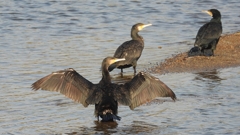 DSCN3961：カワウ