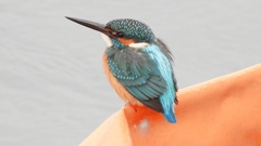 DSCN3380：カワセミ（オス）