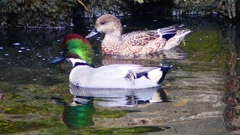 P2390716：ヨシガモ