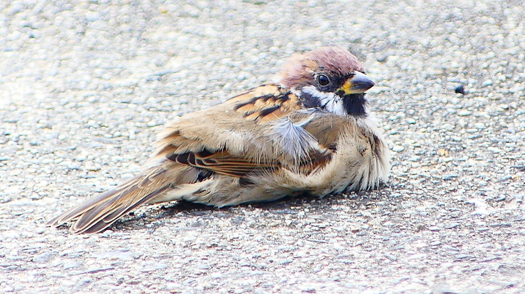 P2280401：スズメ