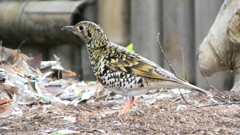 P1010162：トラツグミ