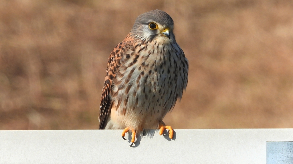 DSCN6698：チョウゲンボウ