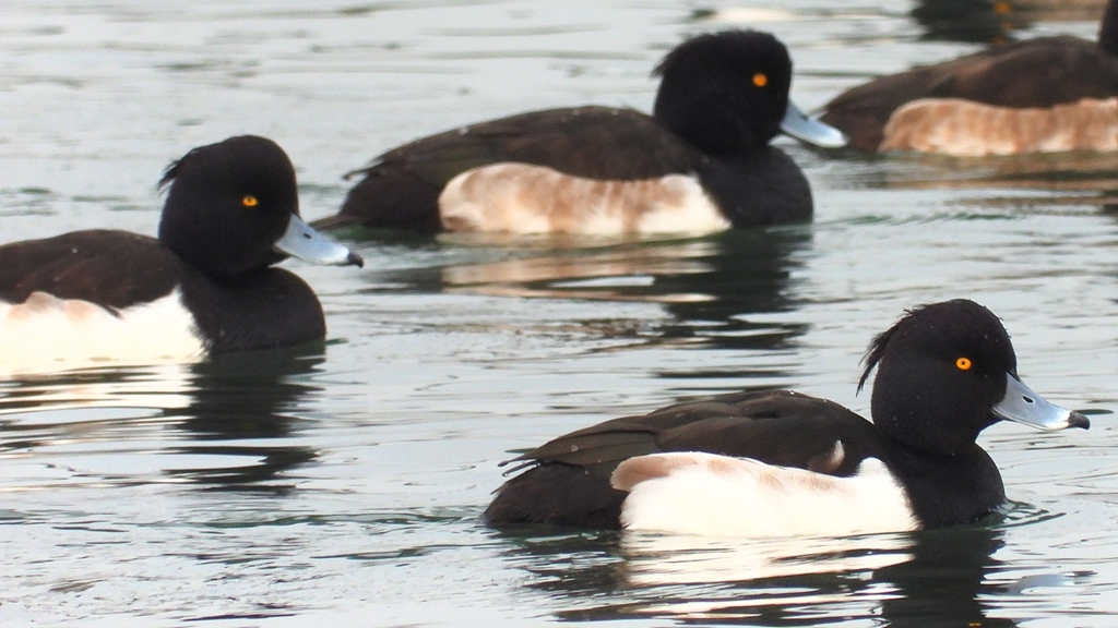 DSCN7155：キンクロハジロ（オス）