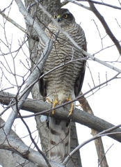 DSCN1741：ハイタカ