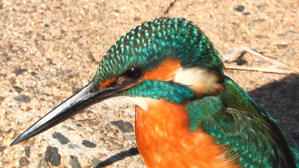 DSCN5906：カワセミ（オス）