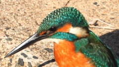 DSCN5906：カワセミ（オス）