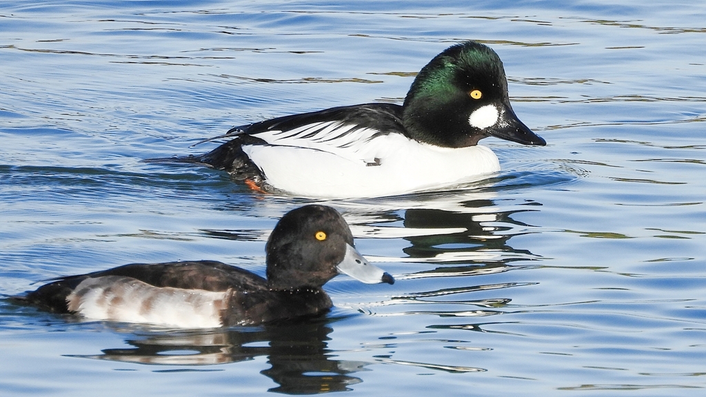 DSCN2745：ホオジロガモ（オス）、キンクロ