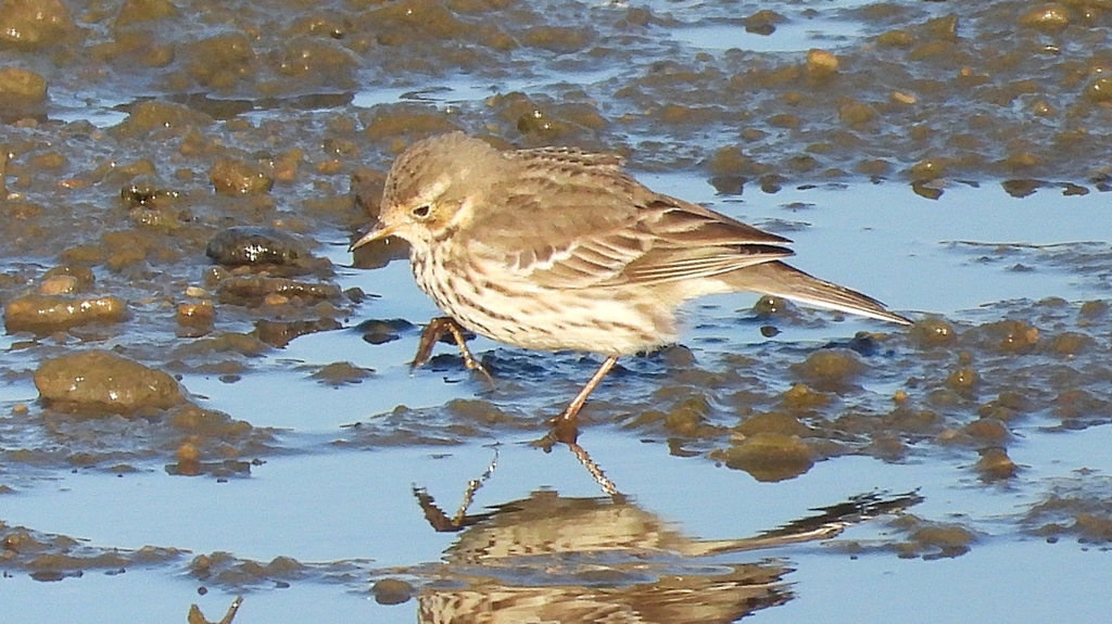 DSCN6450：タヒバリ